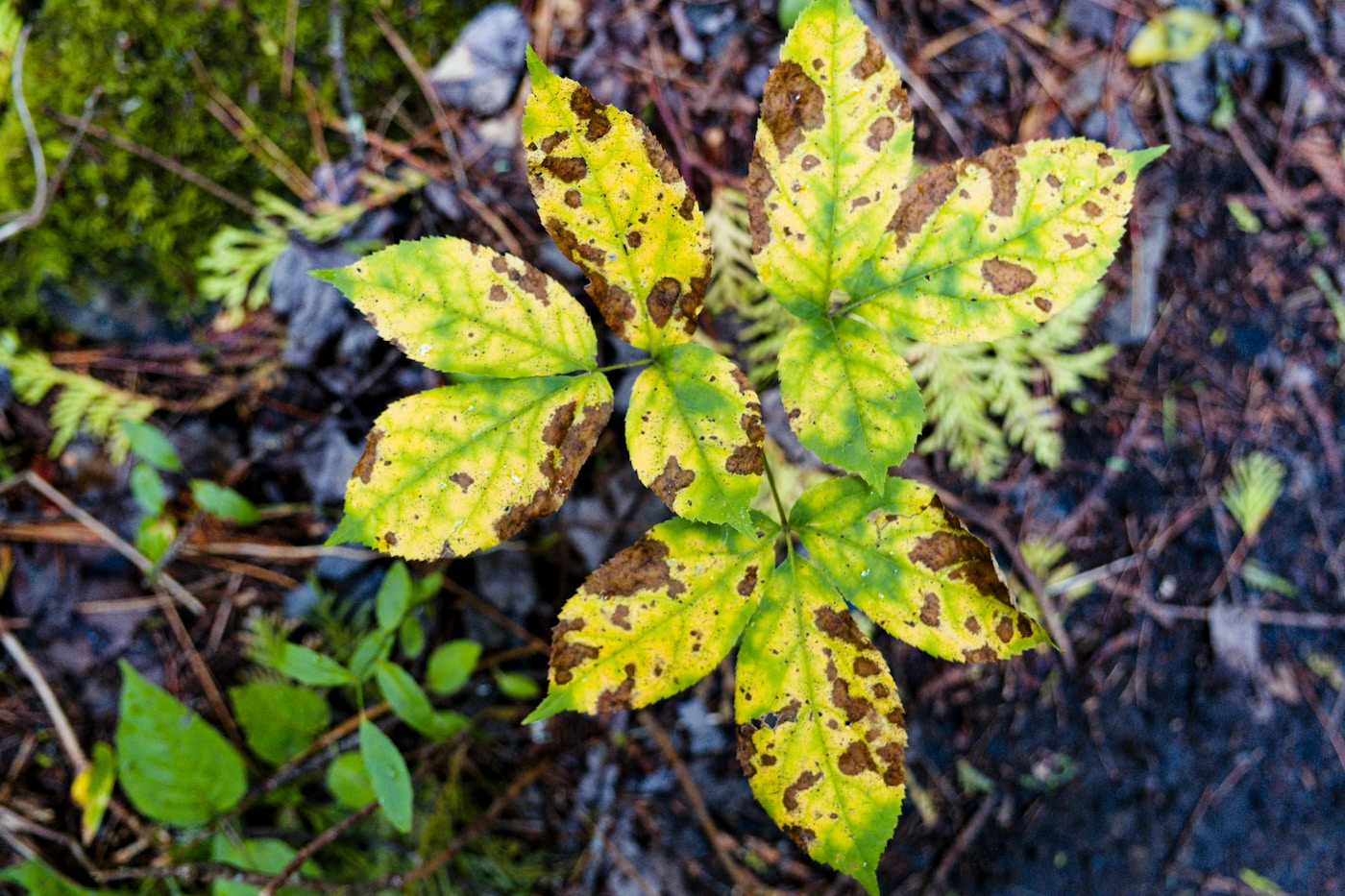 Hoja de cultivo con síntomas de plaga analizada con inteligencia artificial
